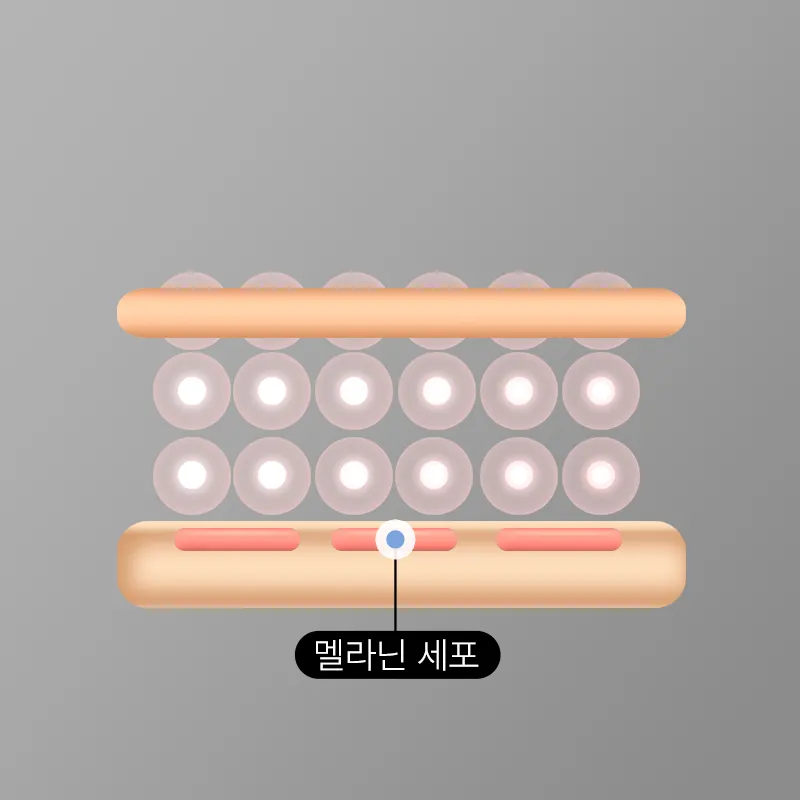정상 피부 모세혈관