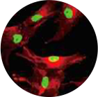 줄기세포 - 에이비 피부과