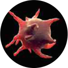 혈소판 - 에이비 피부과